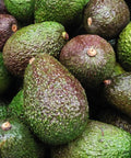 Avocado / Hass - Case (18/20 Units)-Fresh Fruit-Granieri's-iPantry-australia